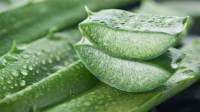 Aloe Vera, ένα φυτό με σημαντικά οφέλη