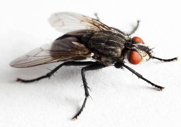 &Tau;&alpha; έ&nu;&tau;&omicron;&mu;&alpha; &epsilon;&upsilon;&theta;ύ&nu;&omicron;&nu;&tau;&alpha;&iota; &gamma;&iota;&alpha; &tau;&eta;&nu; &epsilon;&xi;ά&pi;&lambda;&omega;&sigma;&eta; &pi;&omicron;&lambda;&lambda;ώ&nu; &alpha;&sigma;&theta;&epsilon;&nu;&epsilon;&iota;ώ&nu;, &mu;έ&sigma;&omega; &tau;&omicron;&upsilon; &phi;&alpha;&gamma;&eta;&tau;&omicron;ύ &mu;&alpha;&sigmaf;!