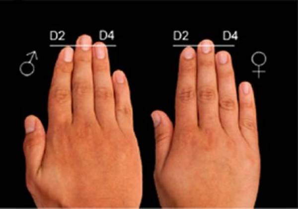 &Tau;&omicron; &mu;ή&kappa;&omicron;&sigmaf; &tau;&omega;&nu; &delta;&alpha;&chi;&tau;ύ&lambda;&omega;&nu; &sigma;&tau;&alpha; &chi;έ&rho;&iota;&alpha; &epsilon;ί&nu;&alpha;&iota; έ&nu;&delta;&epsilon;&iota;&xi;&eta; &pi;&iota;&theta;&alpha;&nu;ή&sigmaf; &omicron;&sigma;&tau;&epsilon;&omicron;&alpha;&rho;&theta;&rho;ί&tau;&iota;&delta;&alpha;&sigmaf;;