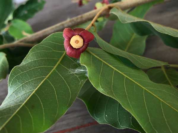 &Kappa;&alpha;&rho;&kappa;ί&nu;&omicron;&sigmaf; &Pi;&alpha;&gamma;&kappa;&rho;έ&alpha;&tau;&omicron;&sigmaf;: &Phi;&upsilon;&tau;&iota;&kappa;ή &omicron;&upsilon;&sigma;ί&alpha; &epsilon;&nu;ά&nu;&tau;&iota;&alpha; &sigma;&tau;&eta; &delta;&rho;ά&sigma;&eta; &tau;&omega;&nu; &kappa;&alpha;&rho;&kappa;&iota;&nu;&iota;&kappa;ώ&nu; &kappa;&upsilon;&tau;&tau;ά&rho;&omega;&nu;