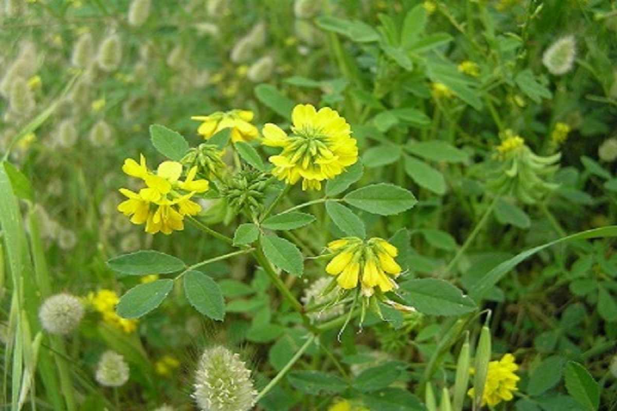 &Tau;&rho;&iota;&gamma;&omega;&nu;έ&lambda;&lambda;&alpha;, &alpha;&nu;&alpha;&kappa;&alpha;&lambda;ύ&psi;&tau;&epsilon; &tau;&omicron; &beta;ό&tau;&alpha;&nu;&omicron; &mu;&epsilon; &tau;&iota;&sigmaf; &omega;&phi;έ&lambda;&iota;&mu;&epsilon;&sigmaf; &iota;&delta;&iota;ό&tau;&eta;&tau;&epsilon;&sigmaf;