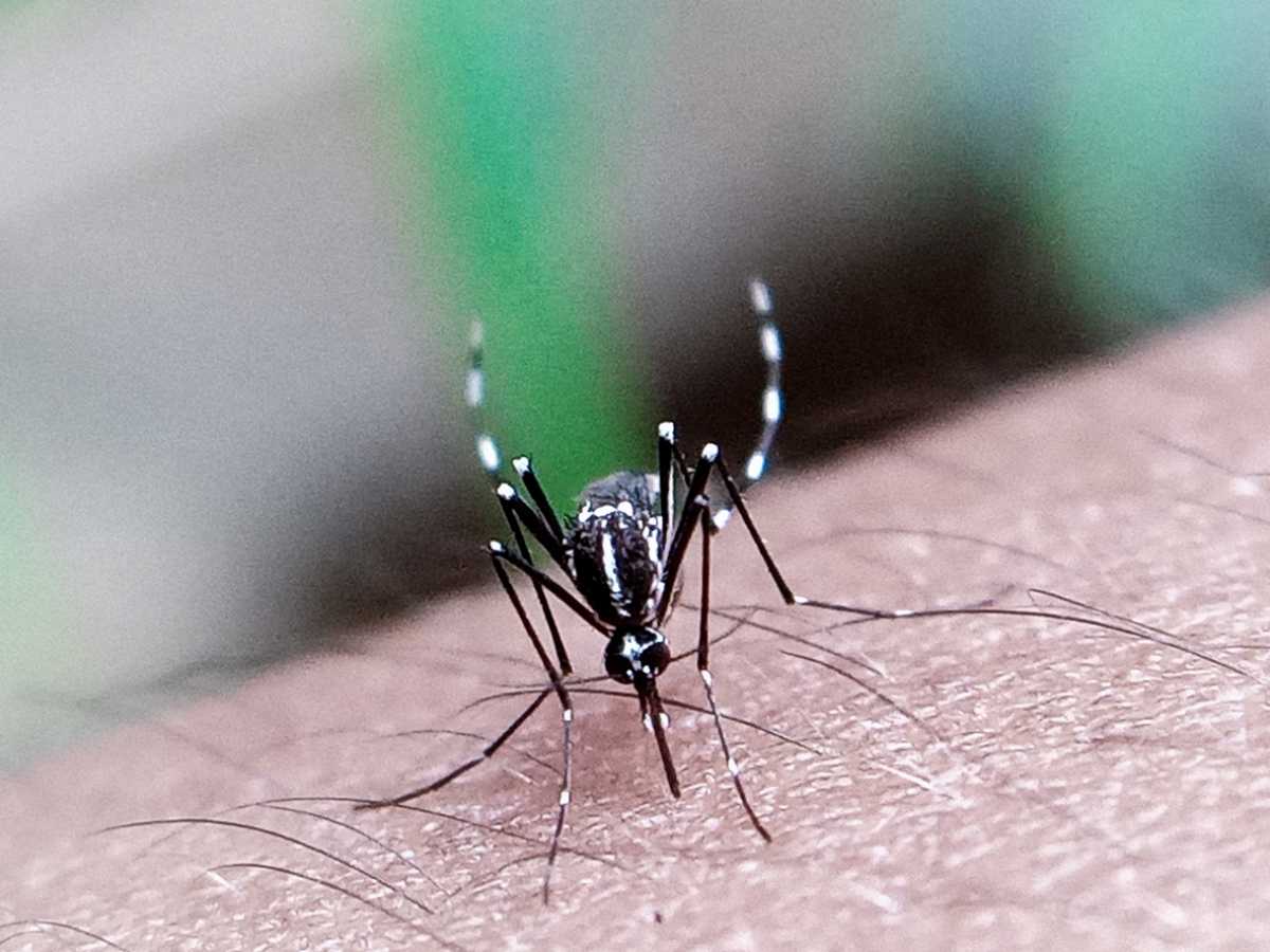 &Nu;ό&sigma;&omicron;&sigmaf; &tau;&sigma;&iota;&kappa;&omicron;&upsilon;&nu;&gamma;&kappa;&omicron;ύ&nu;&iota;&alpha;: Έ&gamma;&kappa;&rho;&iota;&sigma;&eta; &tau;&omicron;&upsilon; &epsilon;&mu;&beta;&omicron;&lambda;ί&omicron;&upsilon; &sigma;&tau;&iota;&sigmaf; &Eta;&Pi;&Alpha;